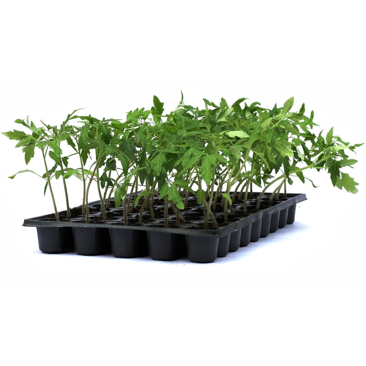 Rasad tomate autohtone Inima de Bou Roz, soi, semi-timpuriu, crestere nedeterminata, culoare roz, 15 fire