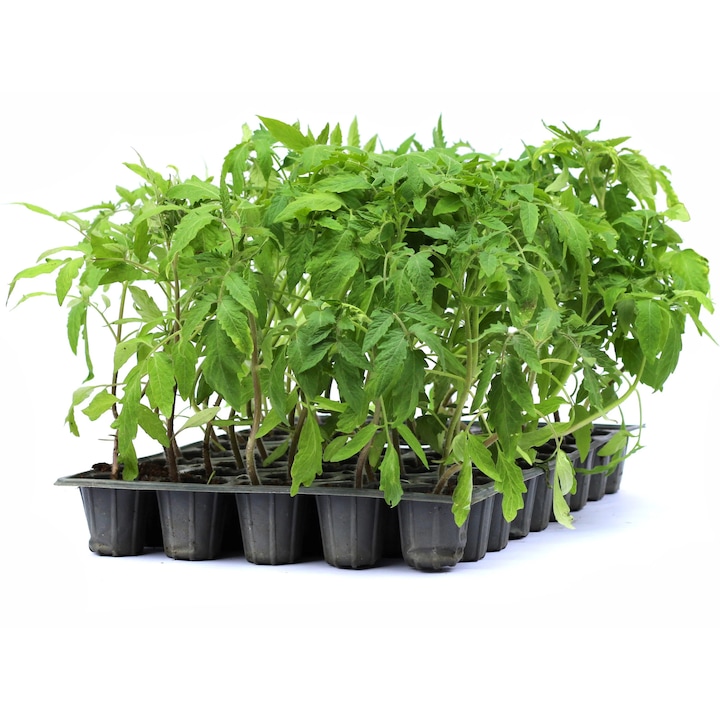 Rasad tomate Lacrima Fecioarei, soi, semi-timpuriu, crestere nedeterminata, culoare rosu, 15 fire