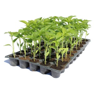 Bulbi, seminte si rasaduri