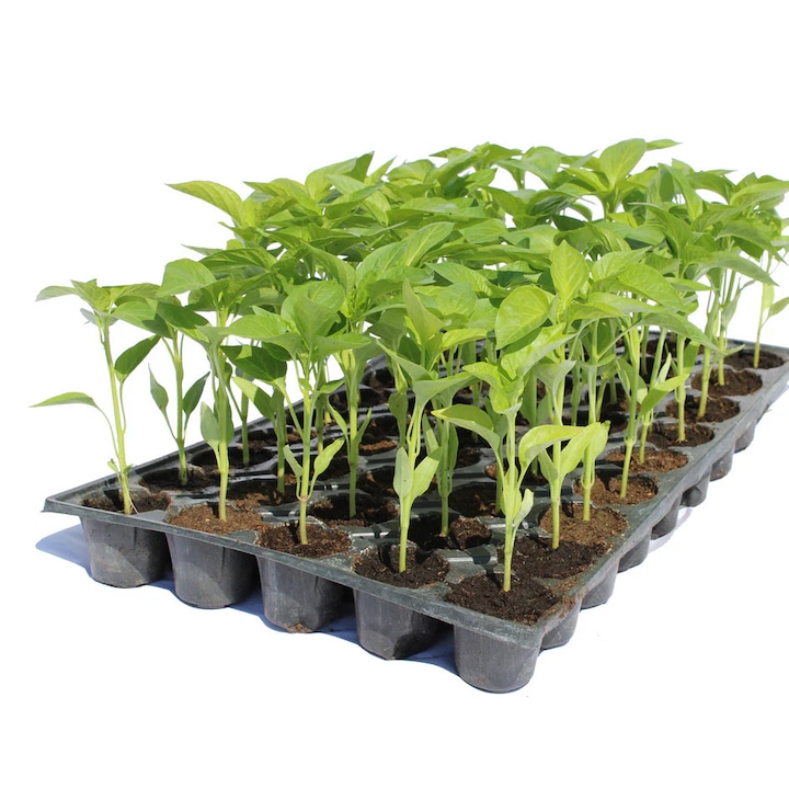 Rasad ardei kapia Vitalica, hibrid F1, timpuriu, crestere nedeterminata, culoare rosu, 45 fire