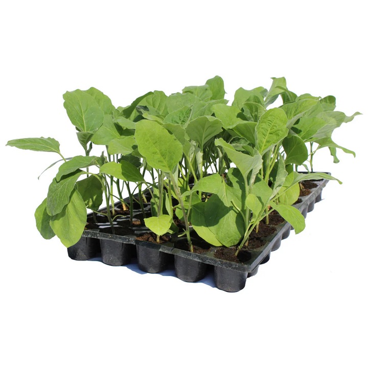 Rasad vinete Sharapova, hibrid F1, extra-timpuriu, crestere nedeterminata, culoare negru stralucitor, 15 fire