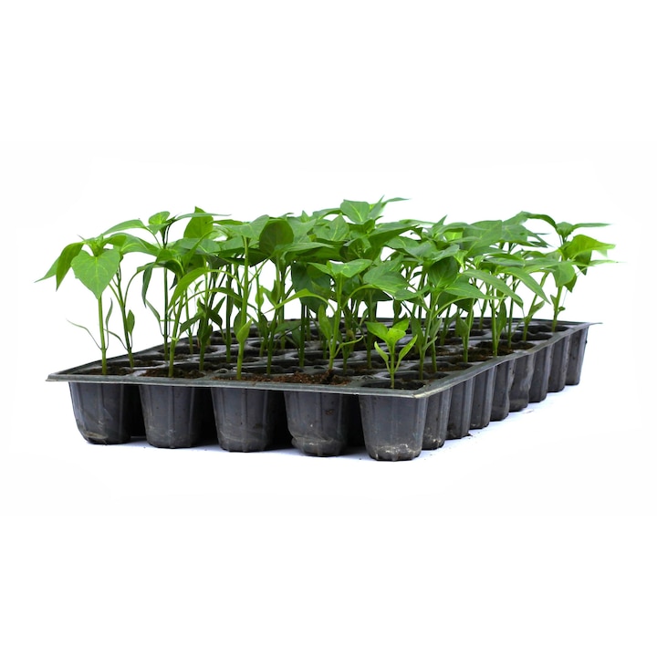 Rasad ardei gras Ardanza, hibrid F1, extra-timpuriu, crestere nedeterminata, culoare rosu, 45 fire