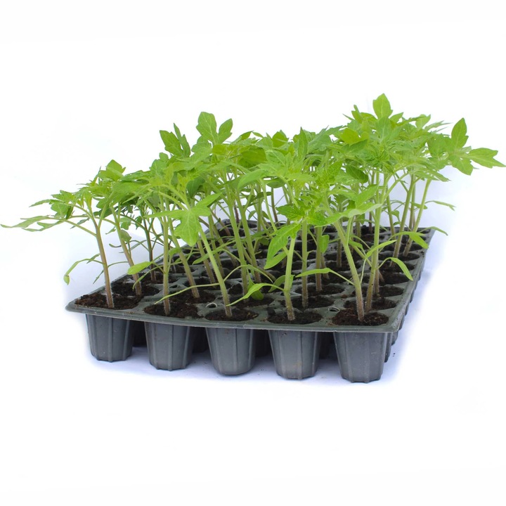 Rasad tomate Roma VF, soi, semi-timpuriu, crestere determinata, forma alungita, culoare rosu inchis, 45 fire