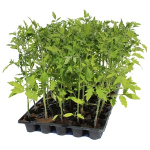 Bulbi, seminte si rasaduri