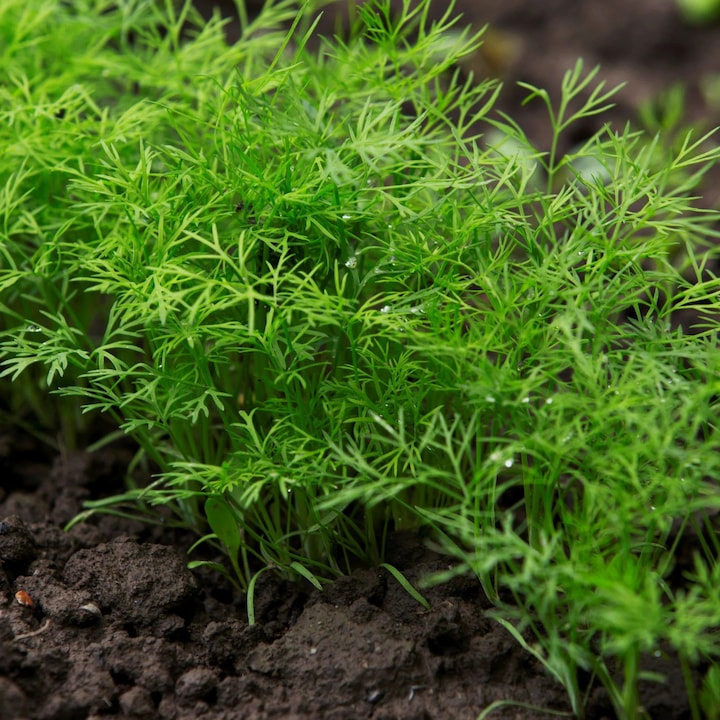 Rasad marar autohton Anethum graveolens, soi, timpuriu, crestere nedeterminata, culoare verde, 15 fire
