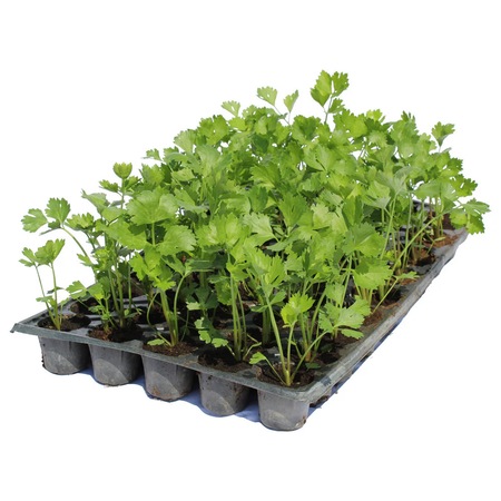 Rasad Telina de radacina autohton Apium Graveolens Rapaceum, soi, extra ...