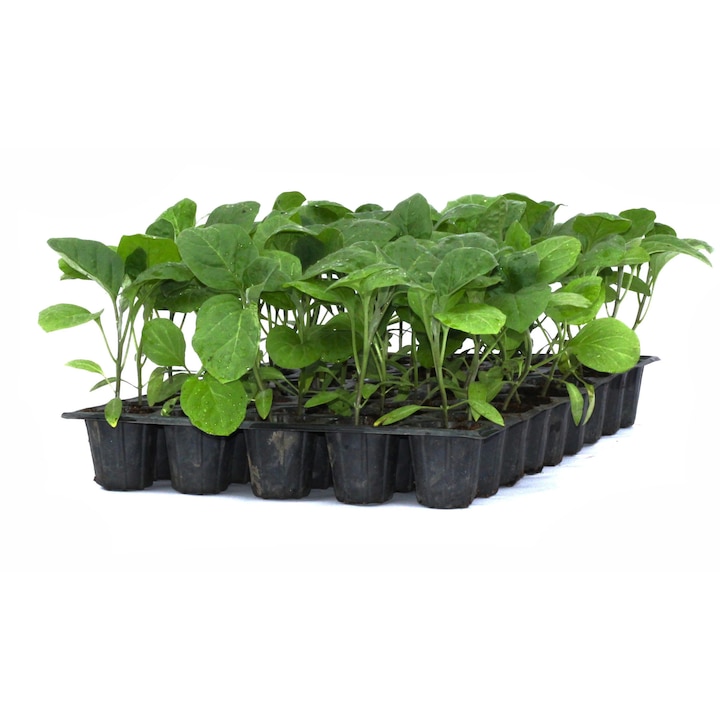 Rasad vinete Aragon, hibrid F1, timpuriu, crestere nedeterminata, culoare negru, 45 fire