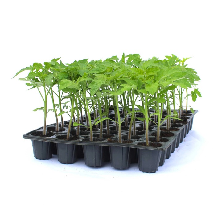 Rasad tomate Ciciu, hibrid F1, timpuriu, crestere nedeterminata, culoare rosu aprins, 45 fire