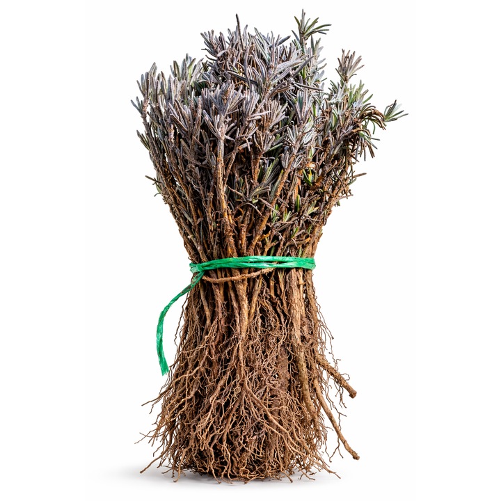 Pachet plante de lavanda – 10 bucati radacina libera