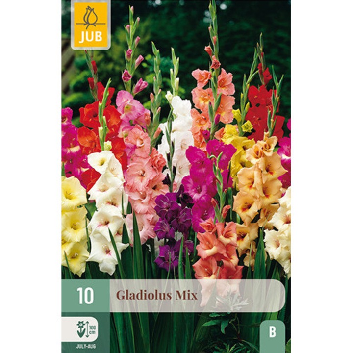 Гладиоли Gladiolus Mix, Jub, Луковици на цветя, 10 бр