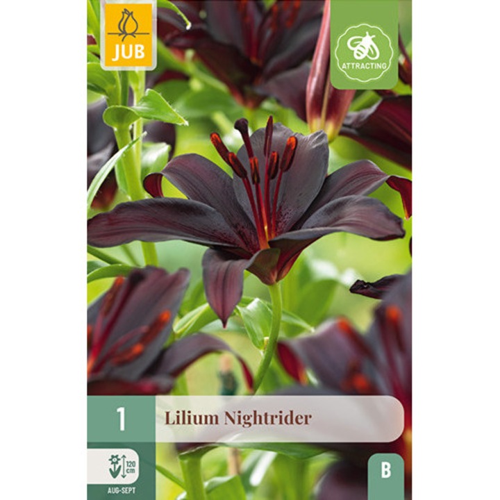 Ли́лия Lilium Nightrider, Jub, Луковици на цветя, 1 бр