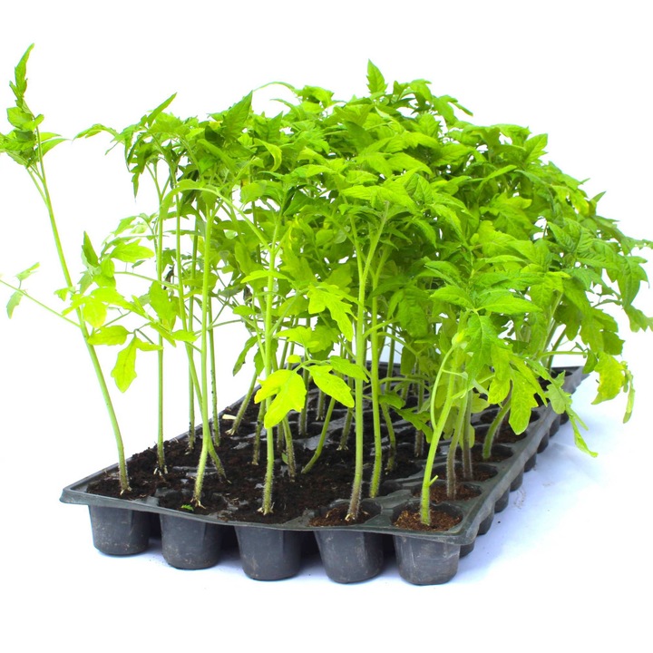 Rasad tomate Reyana, hibrid F1, semi-timpuriu, crestere nedeterminata, culoare rosu, 45 fire