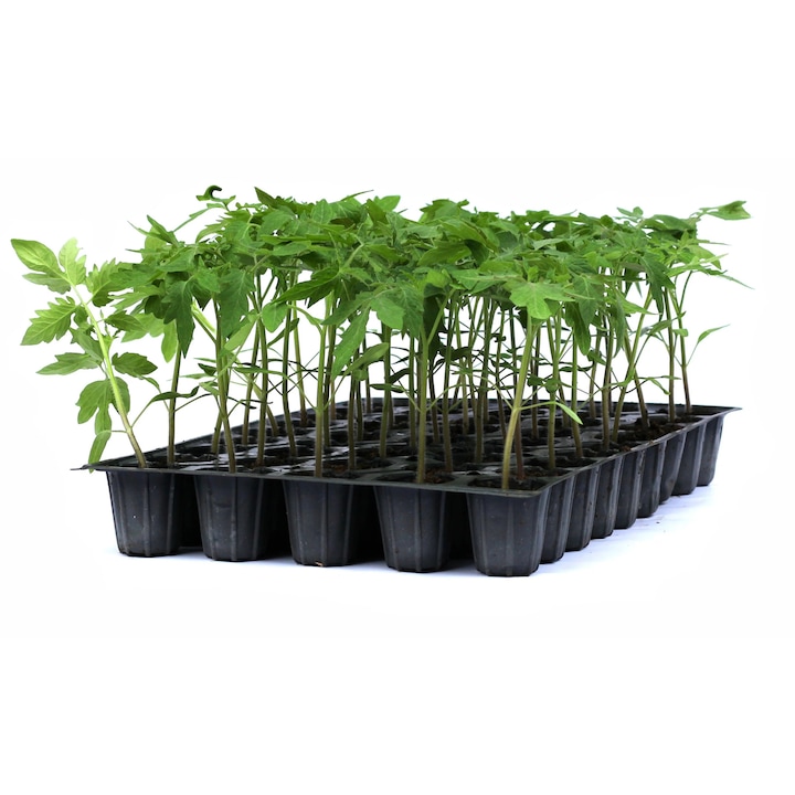 Rasad tomate autohtone Mari, soi, semi-timpuriu, crestere nedeterminata, culoare rosu, 15 fire