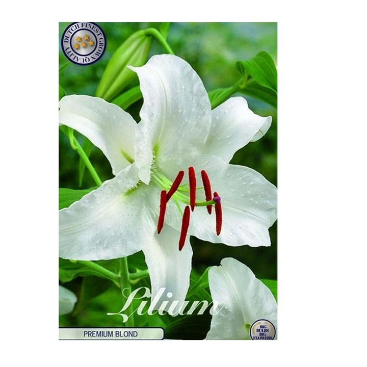 Bulbi Crini Orientali Imperiali Parfumati Premium Blond, 3 bucati