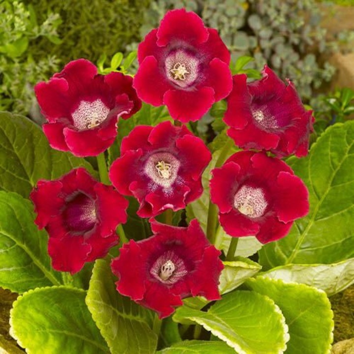 Gloxinia Corina - 1 tubercul