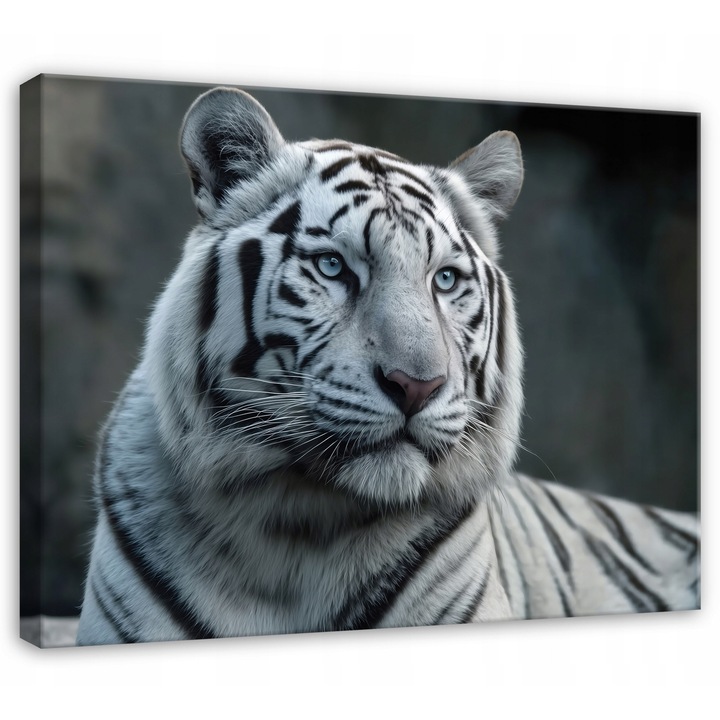 Канава картина, Тигър, Животни, 60x40 см, Картина, Декорация, Всекидневна, Кухня, Картини за стена, PP15857O4