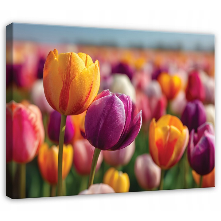 Канава картина, Цветя, Лалета, 60x40 см, Картина, Декорация, Всекидневна, Кухня, Картини за стена, PP16205O4