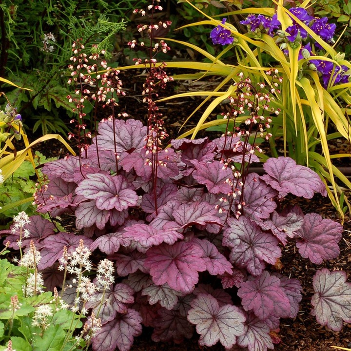 Heuchera Kng Plum Pudding, perenă ornamentală, frunze purpurii cu reflexe argintii, 25-40cm