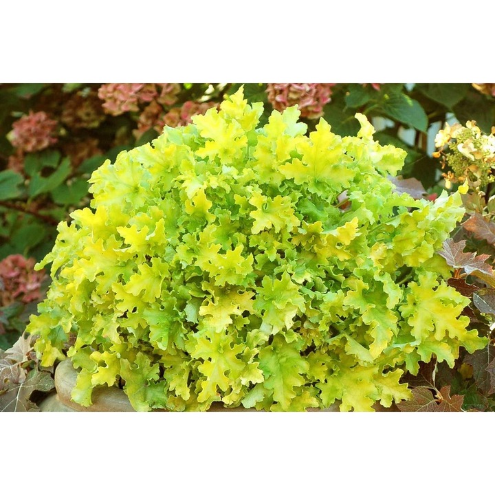 Planta perenă, Kng, Heuchera Lime Marmalade, frunze ondulate, verde lime, 25x40cm