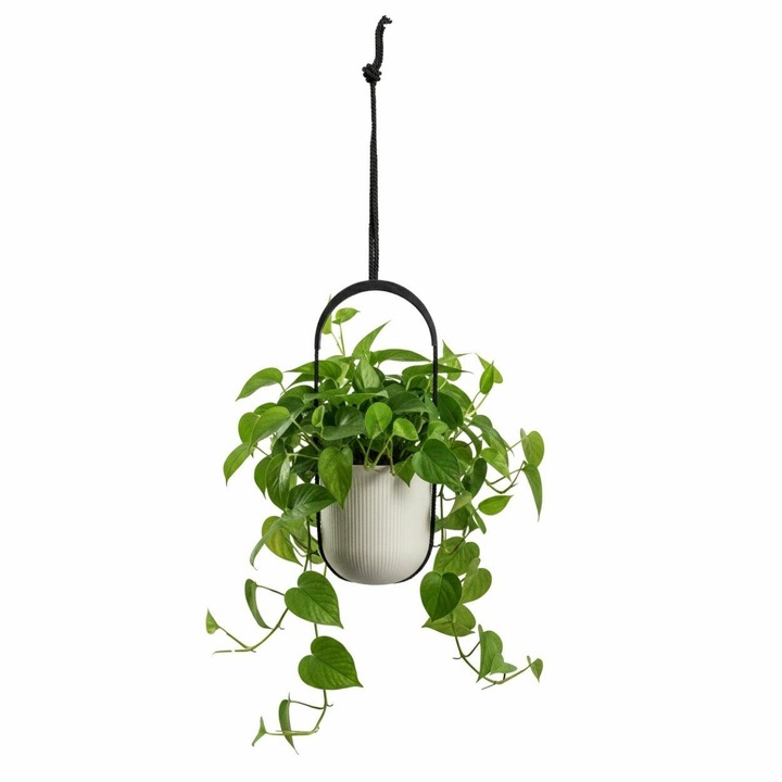 Ghiveci Suspendat, HowHomely, AERA HANG, Material 100% Reciclat, Textura Moderna Jumper, Ideal Pentru Interior Si Balcon, Economiseste Spatiul, Rezistent Si Elegant, Diametru 17.9 cm, Bej