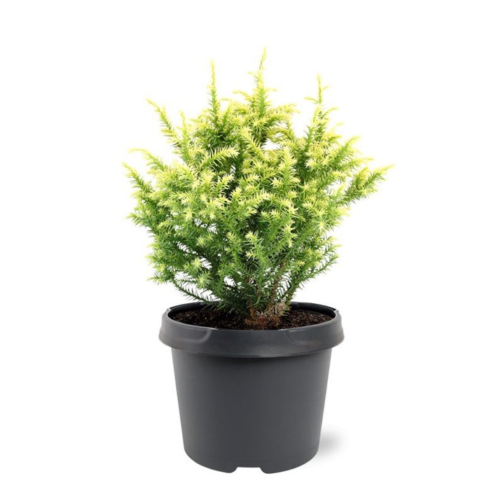 Planta artificiale, Cryptomeria japonica 'Vilmorin Gold', galben-aurie, compactă