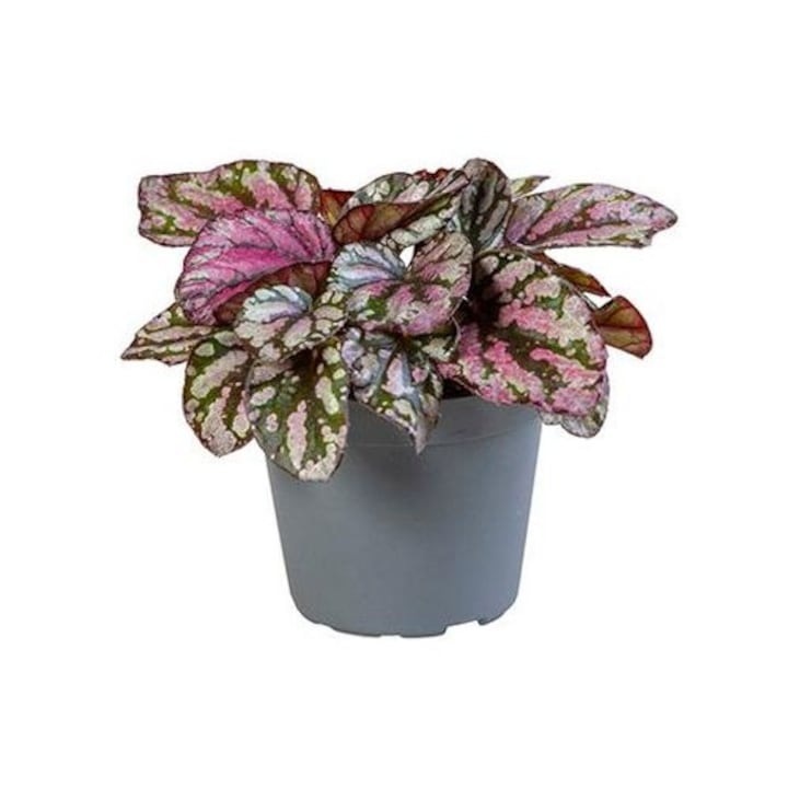 Begonia Magic Colours Hugh McLauchlan D6cm