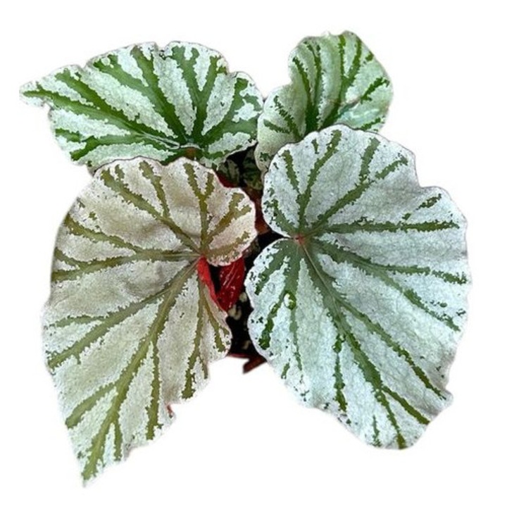 Begonia 'Looking Glass' D8cm