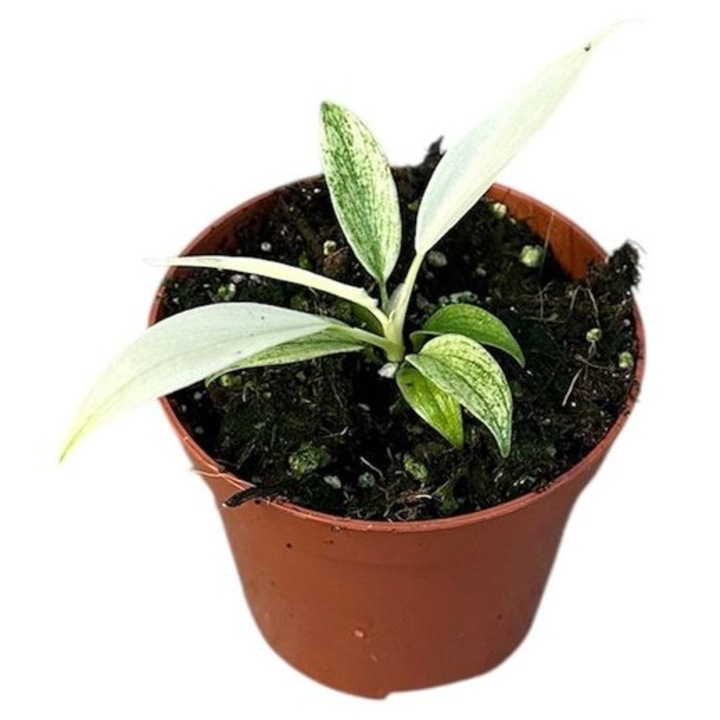 Philodendron Florida Ghost D8cm