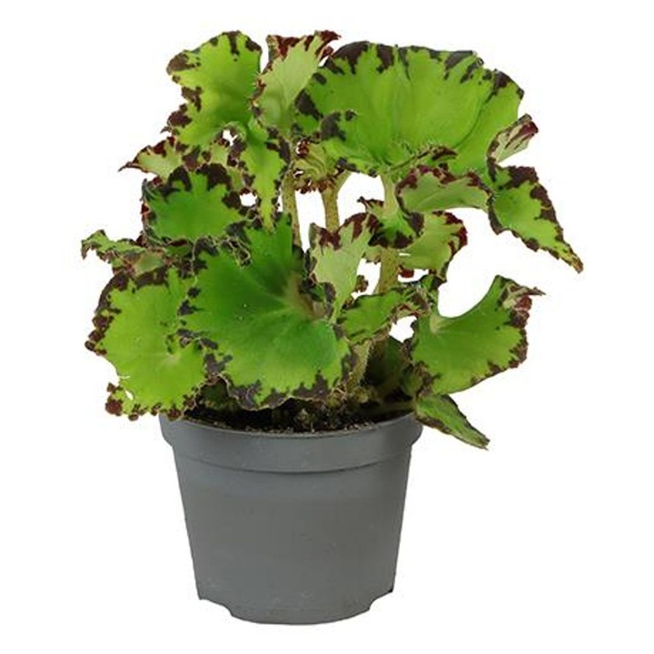 Begonia Magic Colours Jive D6cm