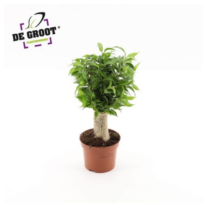 Ficus benjamina D12 - Eufloria