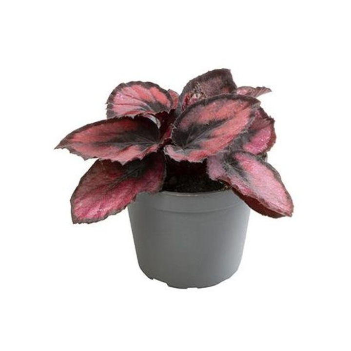 Begonia Magic Colours Red Kiss D6