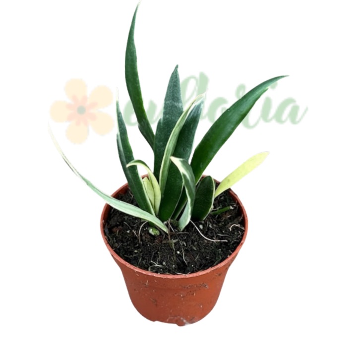 Hoya tsangii 'Albomarginata' D6cm