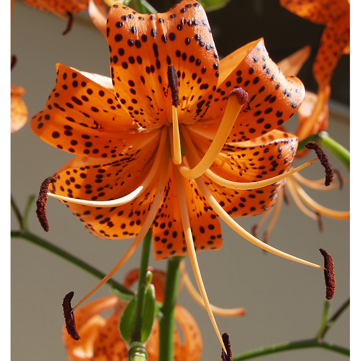 Crin Tigrinum Splendens – 1 bulb