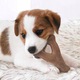 Играчка за кучета Benebone, многоцветна