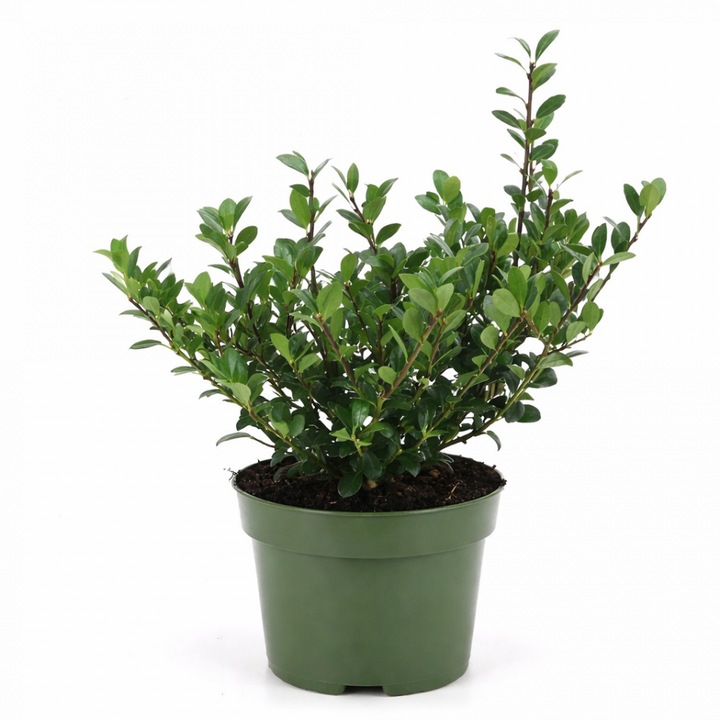Ilex crenata 'Jenny', arbust decorativ, verde intens, ghiveci P10
