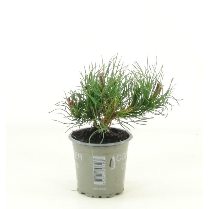 Pin de munte pitic, HOLIUM, Pinus mugo 'Pumilio', verde închis, ghiveci 9 cm