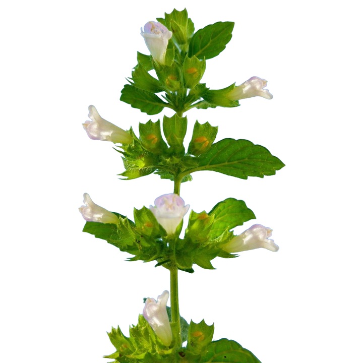 Planta perenă în ghiveci Roinita, 10-12cm, înălțime 60-90cm, flori albe sau roz