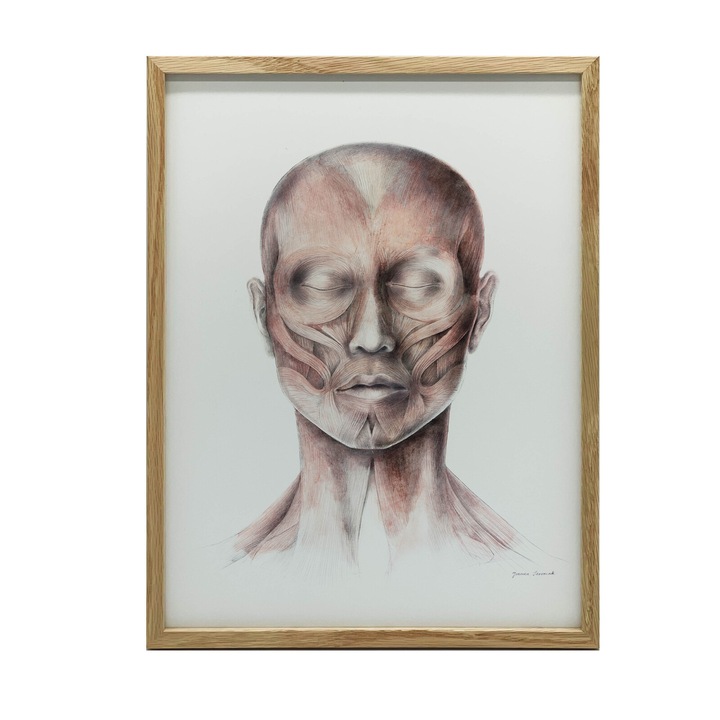Анатомичен плакат, Мимически мускули на лицето, 40x50cm, златна алуминиева рамка, 230 gsm