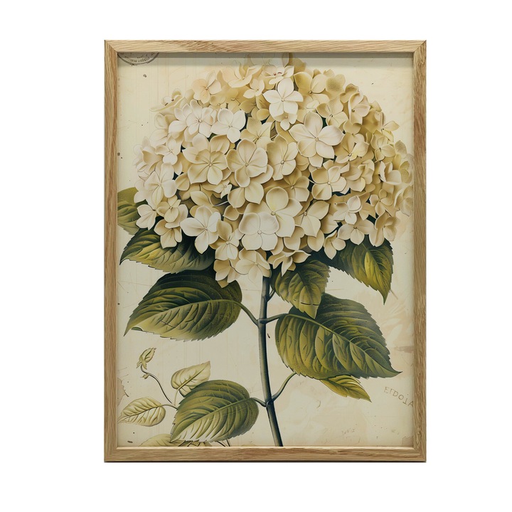 Poster cu model Hortensie clasica, 30x40 cm, rama din lemn, stejar deschis, hartie mata 230 gsm