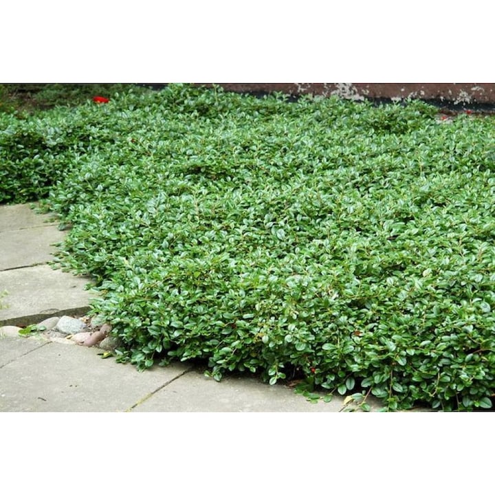 Cotoneaster dammeri 'Major', arbust decorativ, vesnic verde, flori albe-roz, ghiveci P9, înălțime 30-35 cm