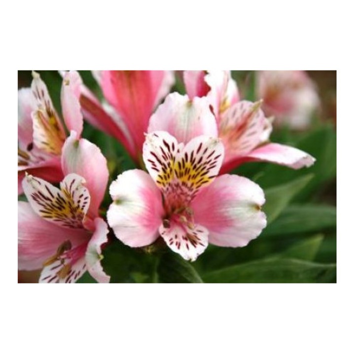 Alstroemeria 'Duke William', ghiveci P9, înălțime medie, flori alb-crem și roz-fucsia