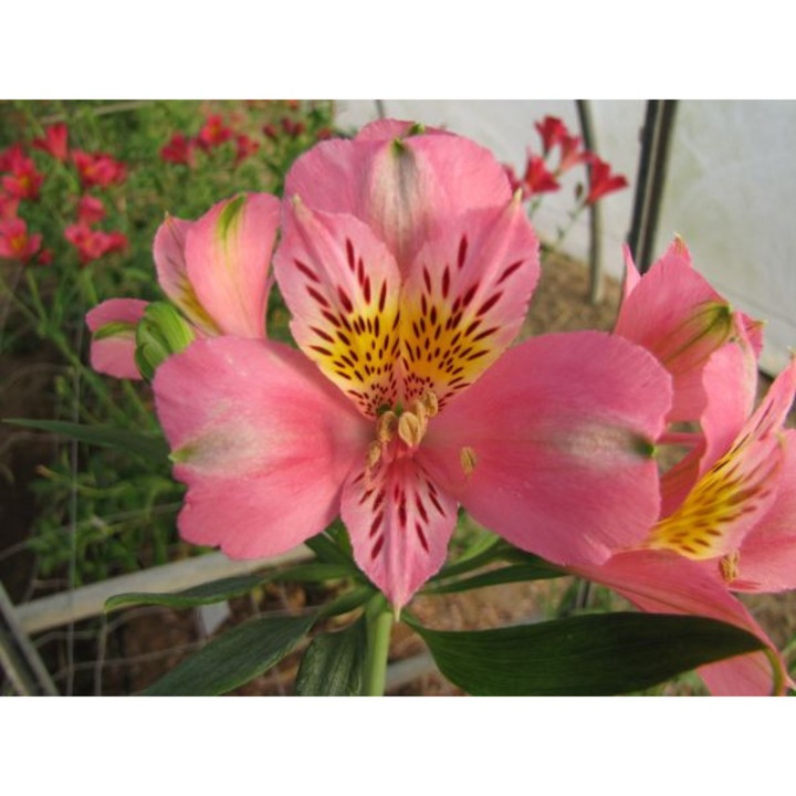 Alstroemeria 'Duke Pierre', ghiveci P9, 5-10 cm, roz-somon, decorativ