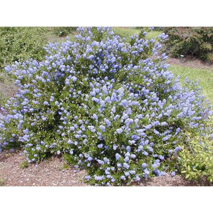 Ceanothus 'Victoria', arbust decorativ, albastru-indigo, ghiveci P11, H 15-20 cm, vesnic verde