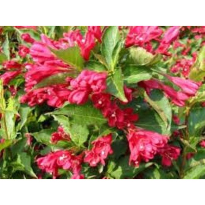 Weigela 'Eva Rathke', arbust decorativ, flori roșu-rubiniu, 15-20 cm înălțime, ghiveci P10