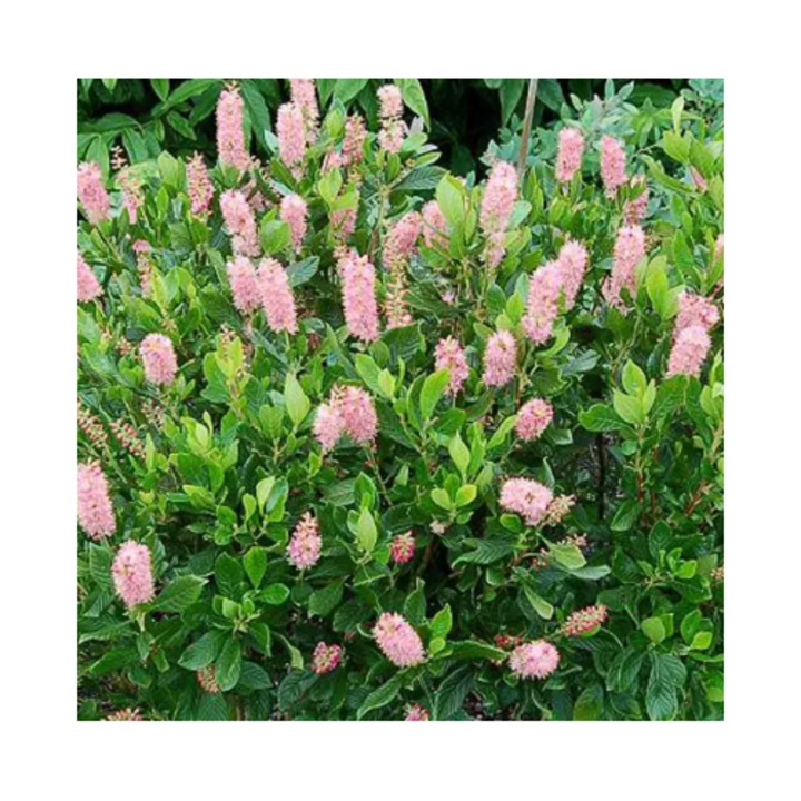 Arbust decorativ Clethra alnifolia Ruby Spice, parfumat, roz-intens, ghiveci P9.5, înălțime 15-20 cm, plantare tot anul