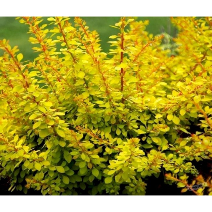 Berberis thunbergii 'Evita', arbust decorativ, galben-auriu, H 15-20 cm, ghiveci P9.5
