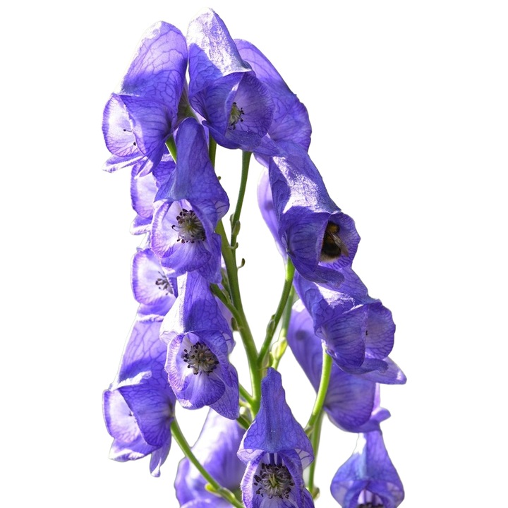 Planta perena Aconitum carmichaelii, flori albastre-violete, inaltime 100-150 cm, ghiveci 12 cm