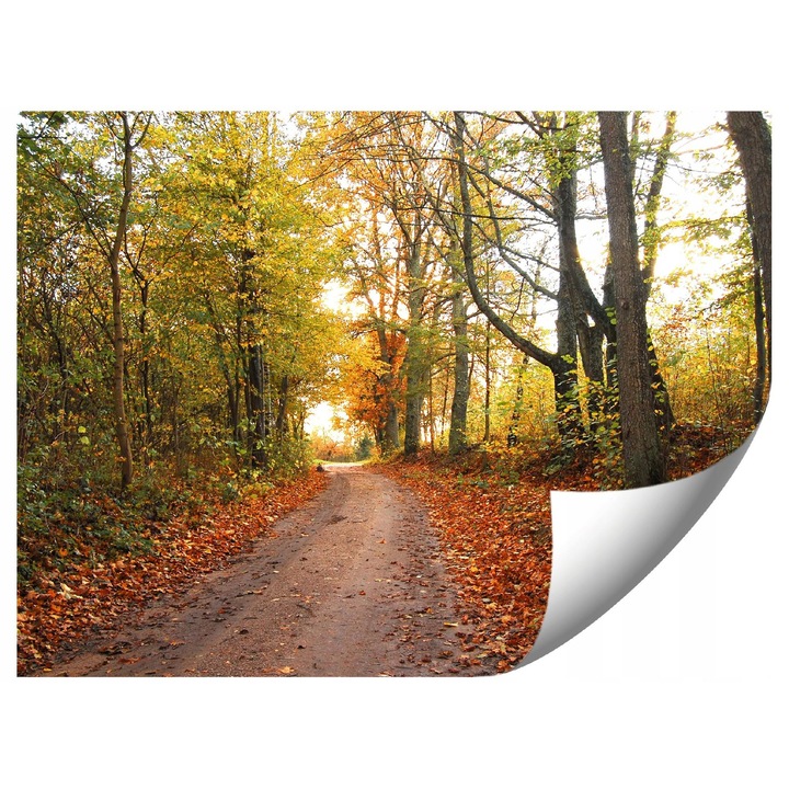 Fototapeta Sciezka Przez Las, 294x260cm, culori vii, montaj simplu, set cu instructiuni si adeziv