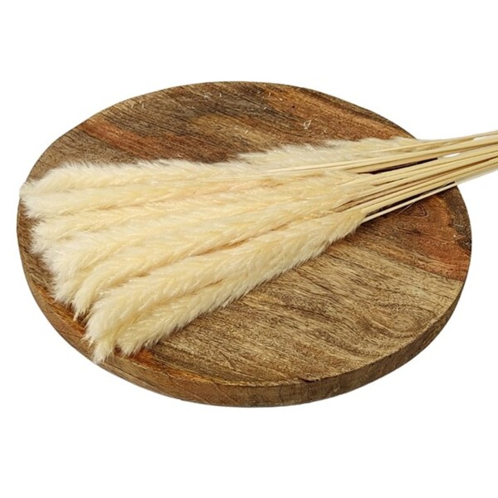 Set pampas uscat ED Collection, 75cm, 70g, multicolor