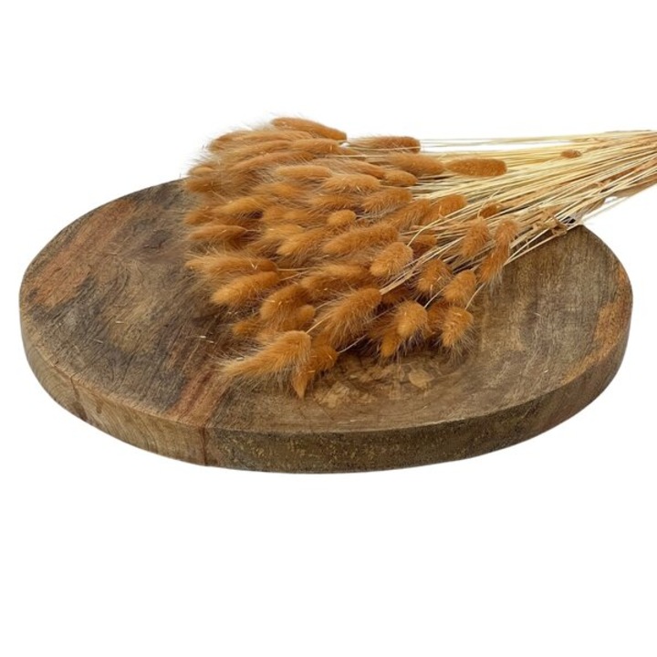 Buchet flori uscate lagurus ED Collection, Apoxeramena Bunny Tails Lagurus, 100g, terakota